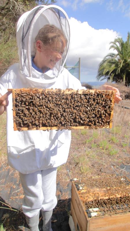 Devon holding a frame of bees